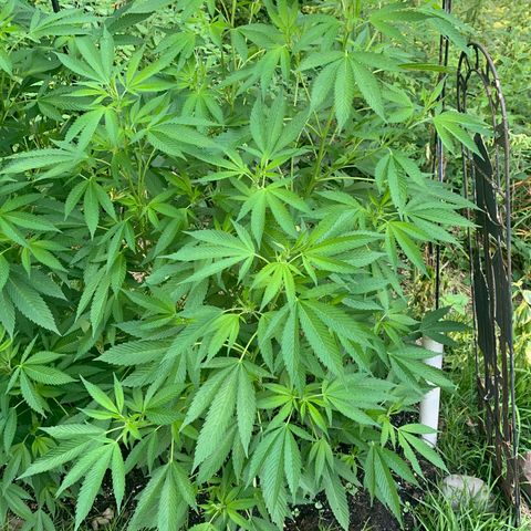 Bobs Clone (sour kush) growlog timeline photo