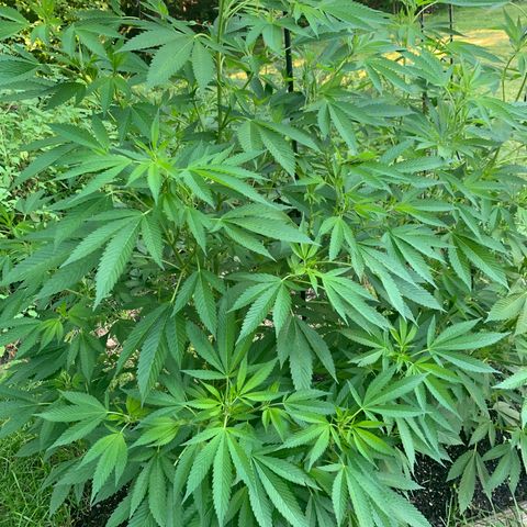 Moms SK (L) growlog timeline photo