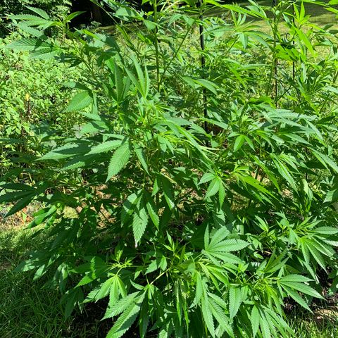 Moms SK (L) growlog timeline photo