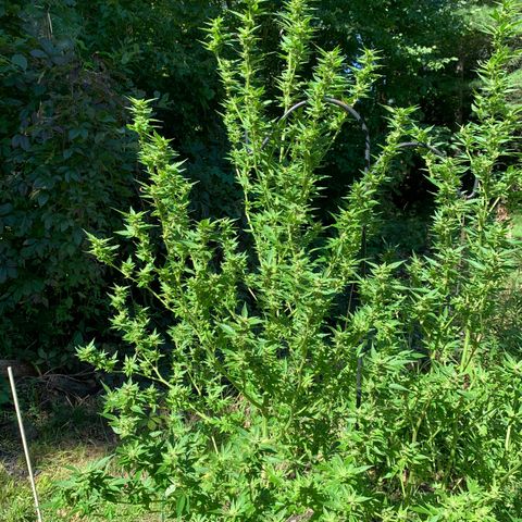 Bobs Clone (sour kush) growlog photo: Left plant