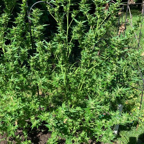 Moms SK (L) growlog photo: Right plant