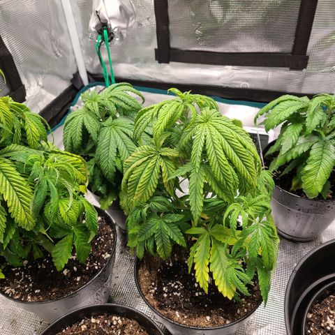 Mimosa evo growlog timeline photo