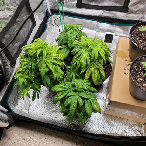 Mimosa evo growlog photo: Added foliar, water to flush, some captain Jack dead bug. Light at 75% , temp at 63.6