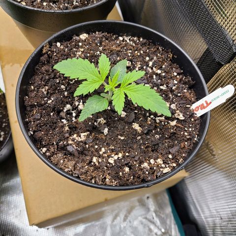 Mimosa evo growlog timeline photo