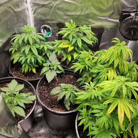 Mimosa evo growlog photo: 71.7F 47% humidity,  raised led light. Medusa feet was given 3 days ago.