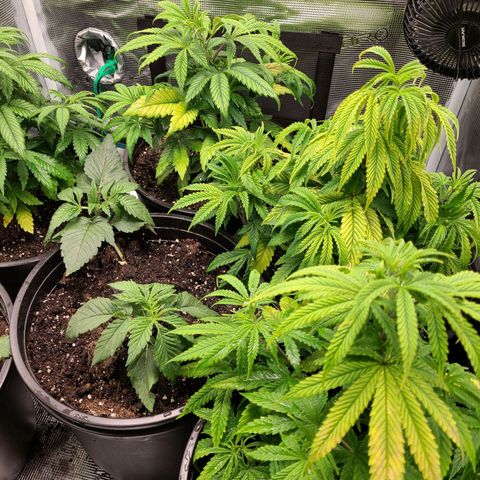 Mimosa evo growlog timeline photo