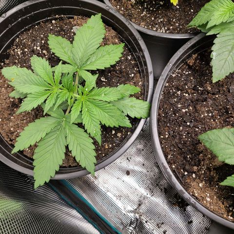 Mimosa evo growlog timeline photo