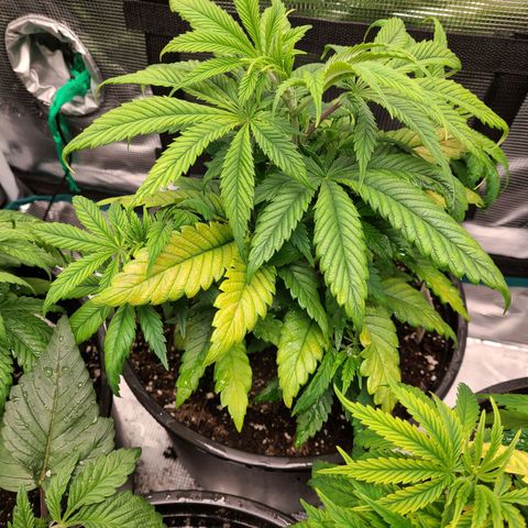 Mimosa evo growlog timeline photo