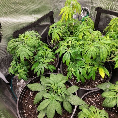 Mimosa evo growlog photo: After trim, flushing.