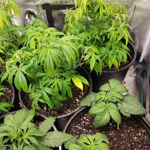 Mimosa evo growlog timeline photo