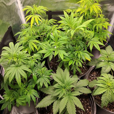 Mimosa evo growlog timeline photo