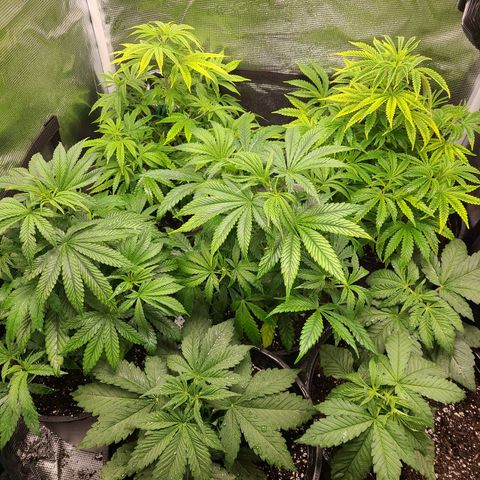 Mimosa evo growlog timeline photo