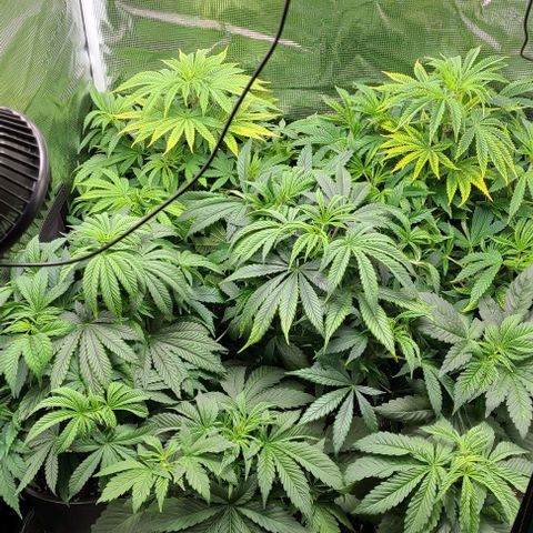 Mimosa evo growlog photo: Adding side lights tomorrow and taking clones.