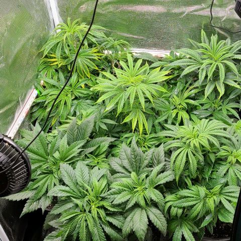 Mimosa evo growlog photo: Girls huge and ready to go into flowering. Already growing out of the 8 gallon pots. Timer set for midnight,  new ledd installed, monitor for 🔥