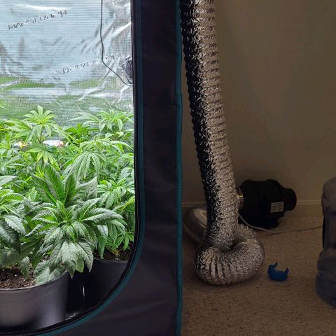 Mimosa evo growlog timeline photo