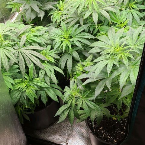 Mimosa evo growlog photo: 3rd week flowering