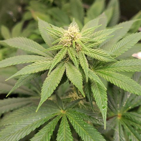 Mimosa evo growlog photo: Flowering nicely, last nutrients this week.
