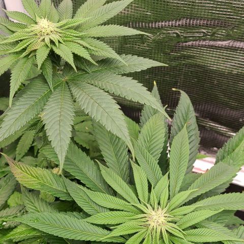 Mimosa evo growlog photo: Flowering nicely, last nutrients this week.