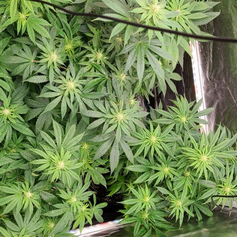 Mimosa evo growlog photo: Flowering nicely, last nutrients this week.
