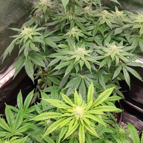 Mimosa evo growlog photo: Flowering, added nutea.