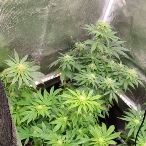 Mimosa evo growlog photo: Flowering, added nutea.