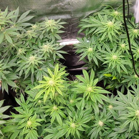 Mimosa evo growlog photo: Flowering, added nutea.