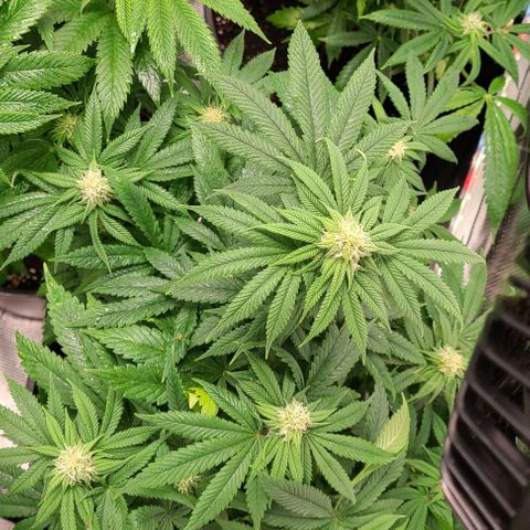 Mimosa evo growlog photo: Flowering, added nutea.