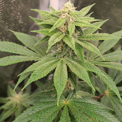 Mimosa evo growlog photo: Flowering, added nutea.