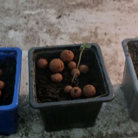 Speedy Chile growlog timeline photo