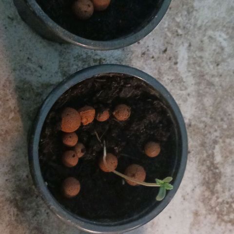 Quick One growlog timeline photo