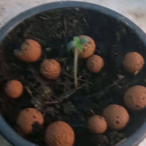 Wedding Cake Automatic growlog timeline photo