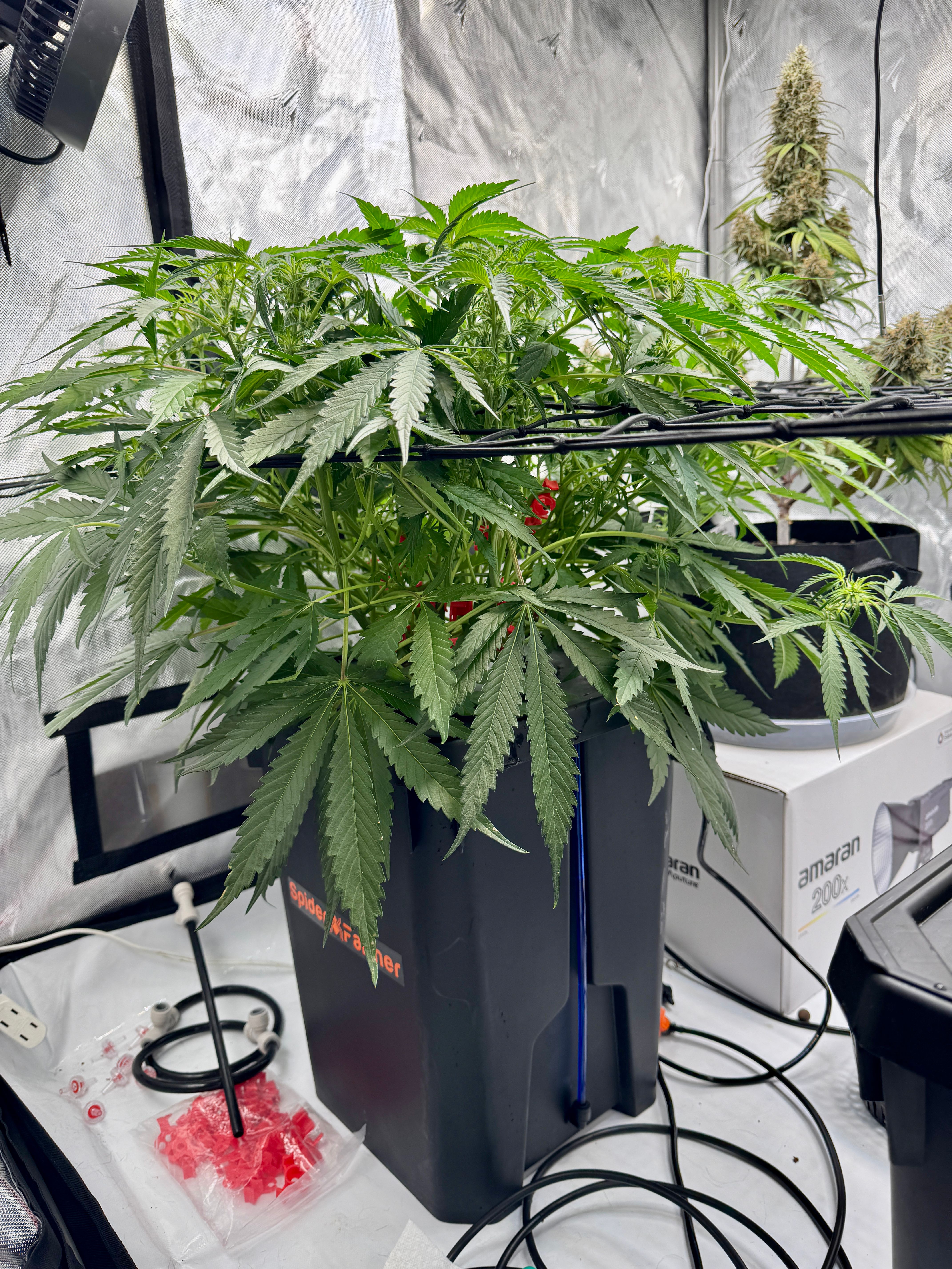 Dark Matter growlog header
