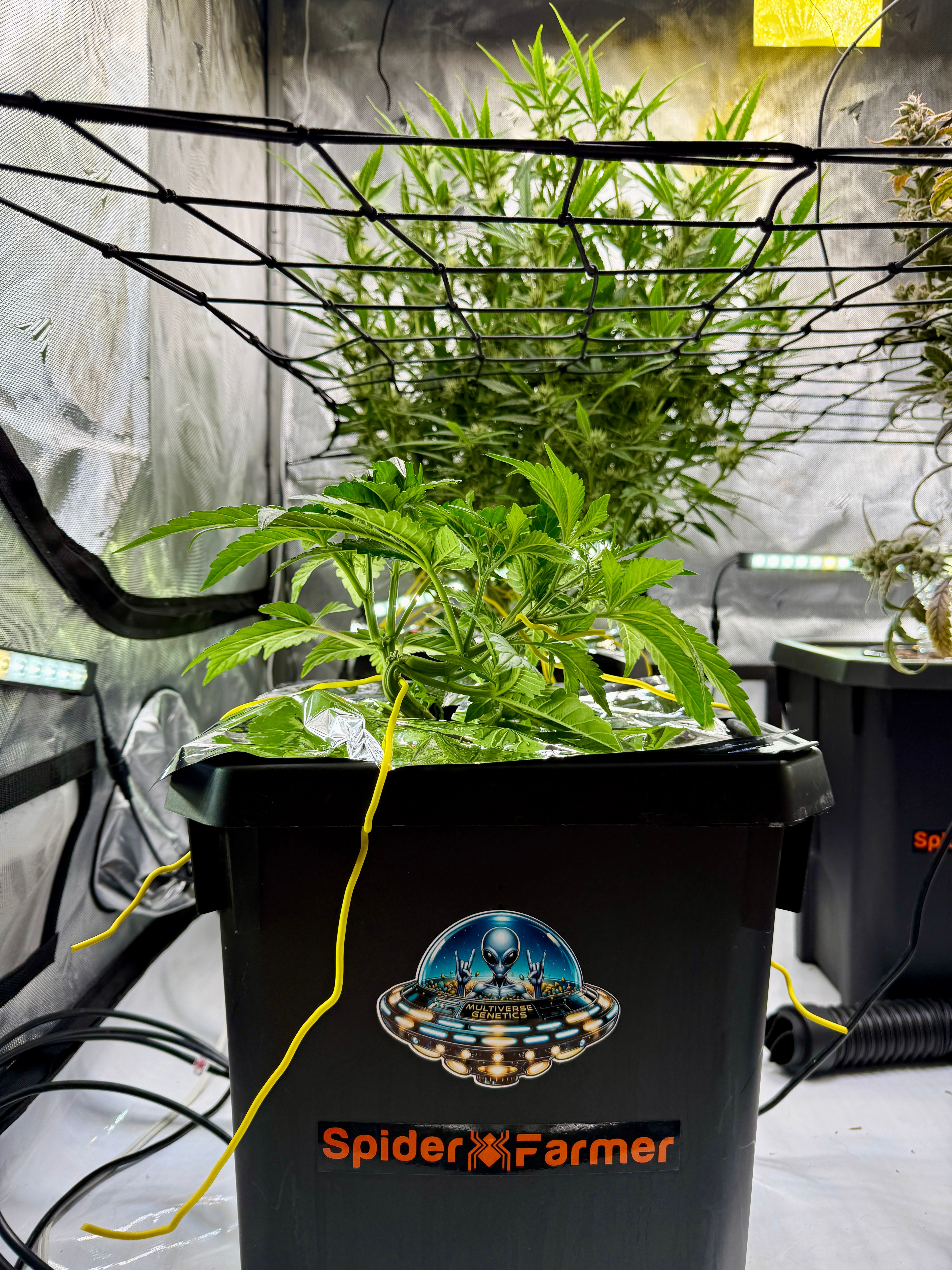 Garlic Nebula Rot growlog header