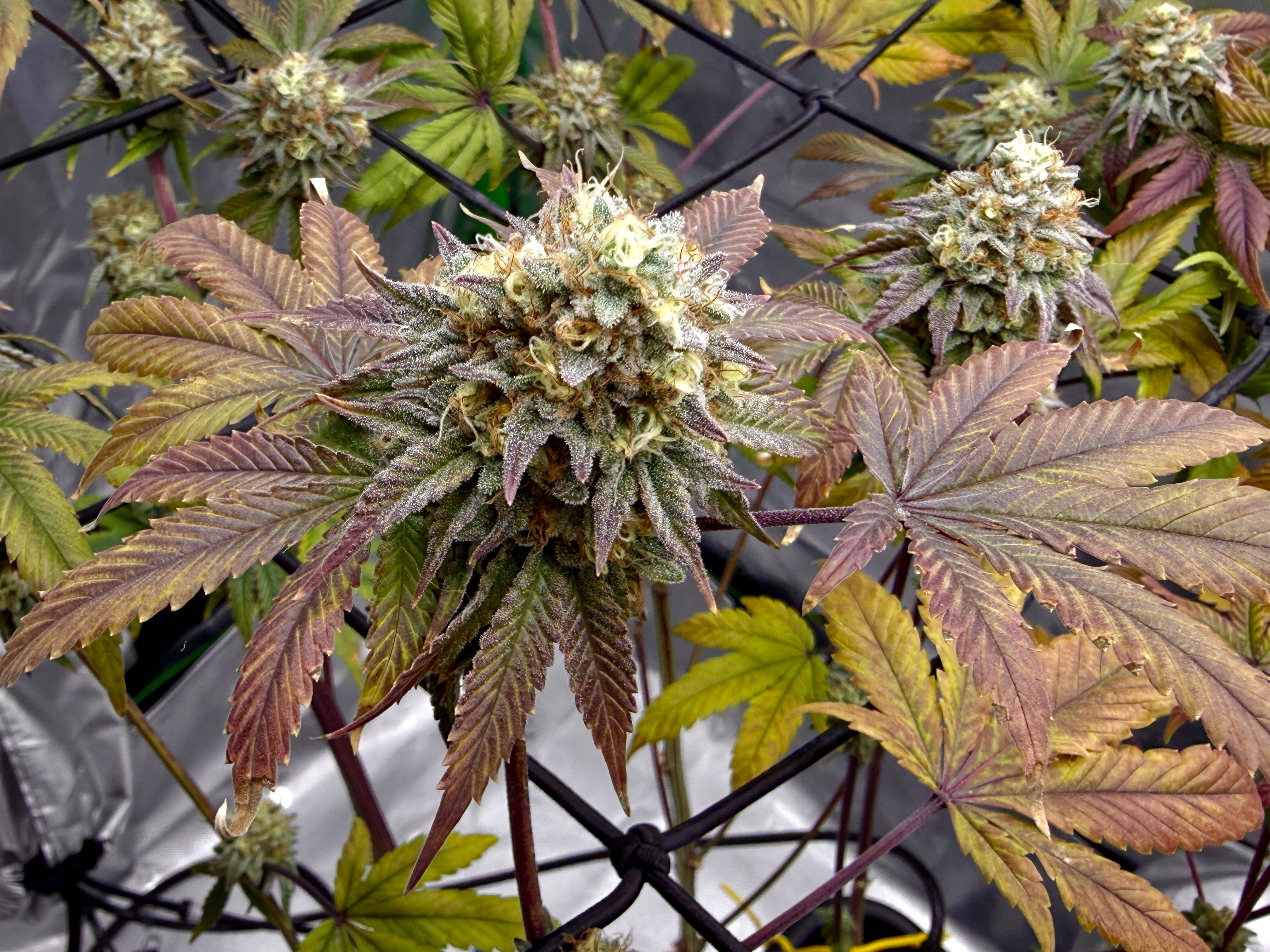 Banana Blast growlog header