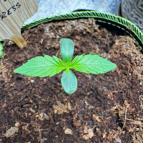 Pineapple Express #1 growlog timeline photo