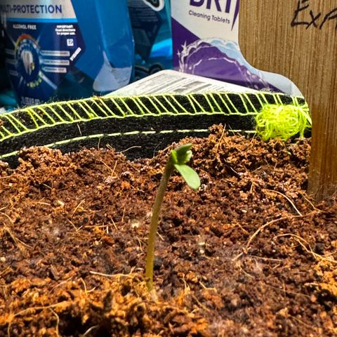 Pineapple Express #1 growlog timeline photo