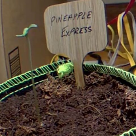 Pineapple Express #1 growlog timeline photo