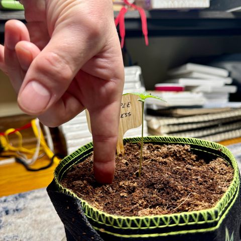 Pineapple Express #1 growlog timeline photo
