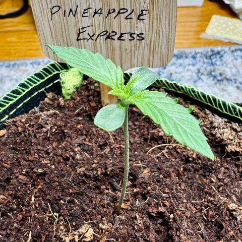 Pineapple Express #1 growlog timeline photo