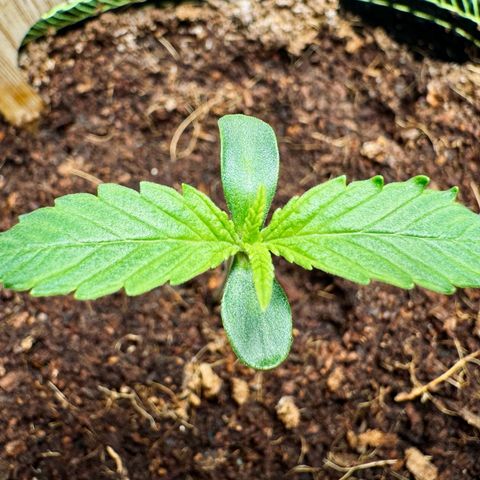 Pineapple Express #1 growlog timeline photo