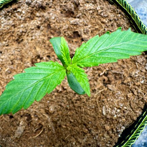Pineapple Express #1 growlog timeline photo