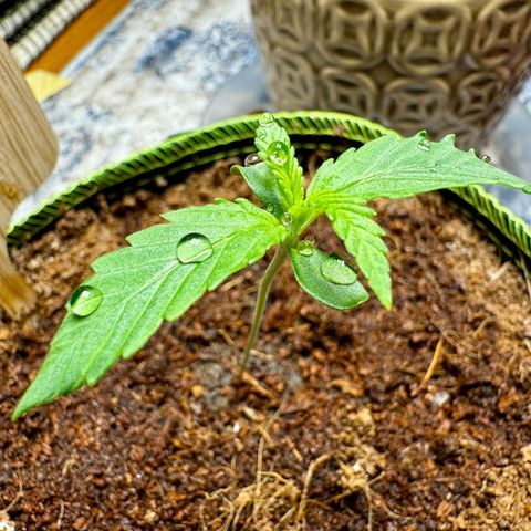 Pineapple Express #1 growlog timeline photo