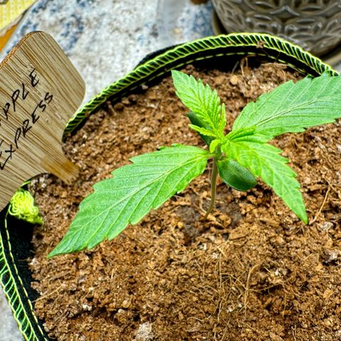 Pineapple Express #1 growlog timeline photo