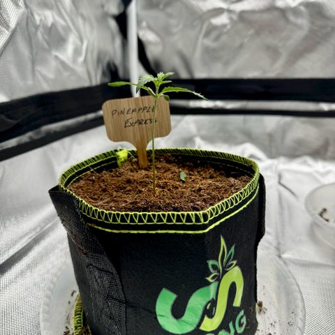 Pineapple Express #1 growlog photo: Cat had a moment alone and decided to taste it. Moved into the new tent. 