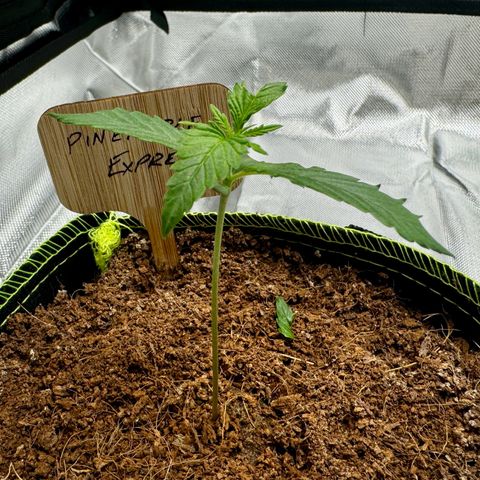Pineapple Express #1 growlog photo: Cat had a moment alone and decided to taste it. Moved into the new tent. 
