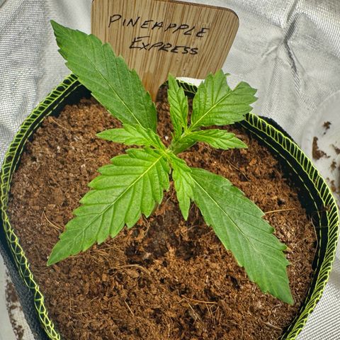 Pineapple Express #1 growlog timeline photo