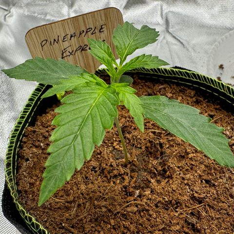 Pineapple Express #1 growlog timeline photo