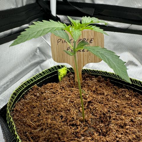 Pineapple Express #1 growlog timeline photo