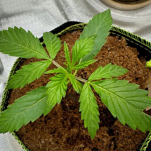 Pineapple Express #1 growlog timeline photo