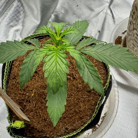 Pineapple Express #1 growlog timeline photo